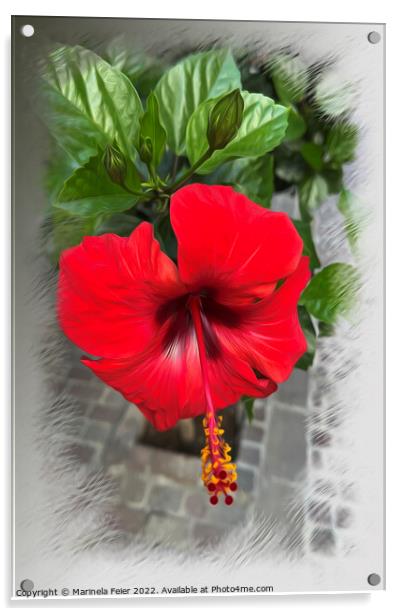 Bright red flower Acrylic by Marinela Feier