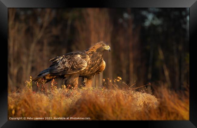 Golden Eagle Framed Print by Pete Lawless