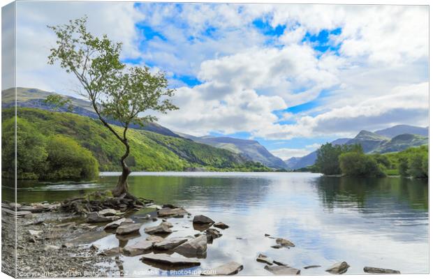 The Lonely Tree at Llanberis, Wales Canvas Print by Adrian Burgess