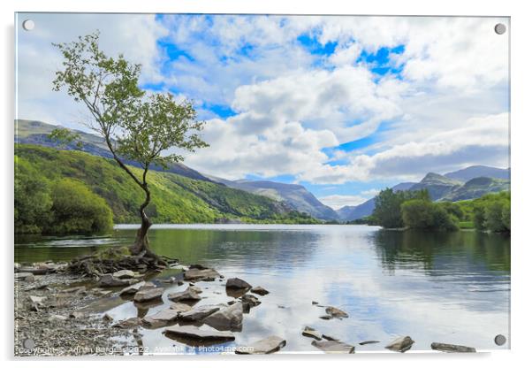 The Lonely Tree at Llanberis, Wales Acrylic by Adrian Burgess