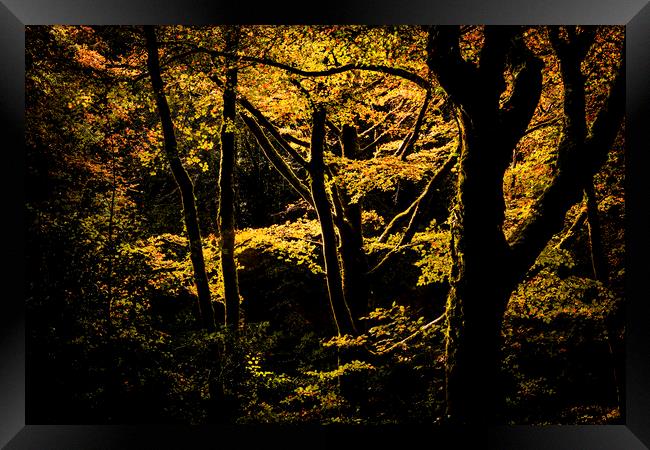 Golitha falls, Spot lit trees, Bodmin Framed Print by Maggie McCall