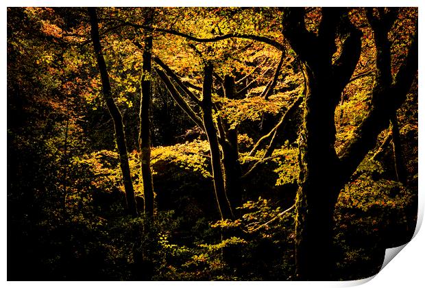 Golitha falls, Spot lit trees, Bodmin Print by Maggie McCall