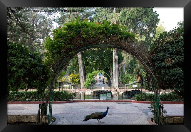 Why did the Peacock cross the road? Framed Print by Jim Jones