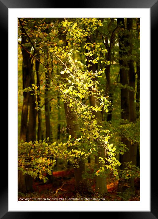 sunlit leaves  Framed Mounted Print by Simon Johnson
