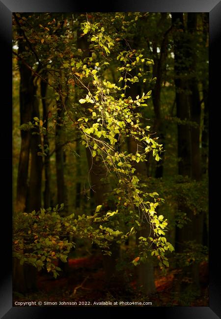 Sunlit leaves Framed Print by Simon Johnson