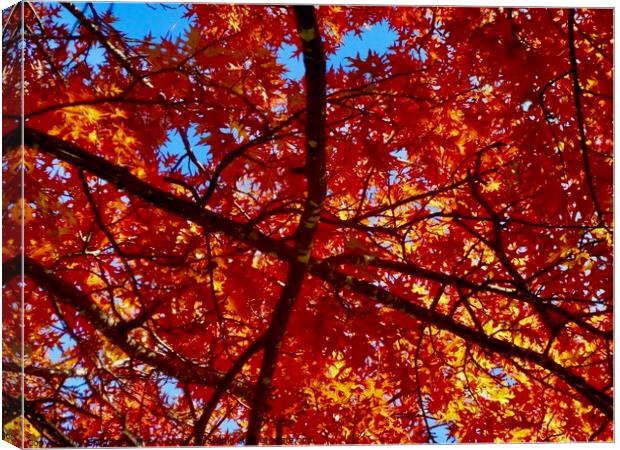 Colourful maple leaves Canvas Print by Stephanie Moore