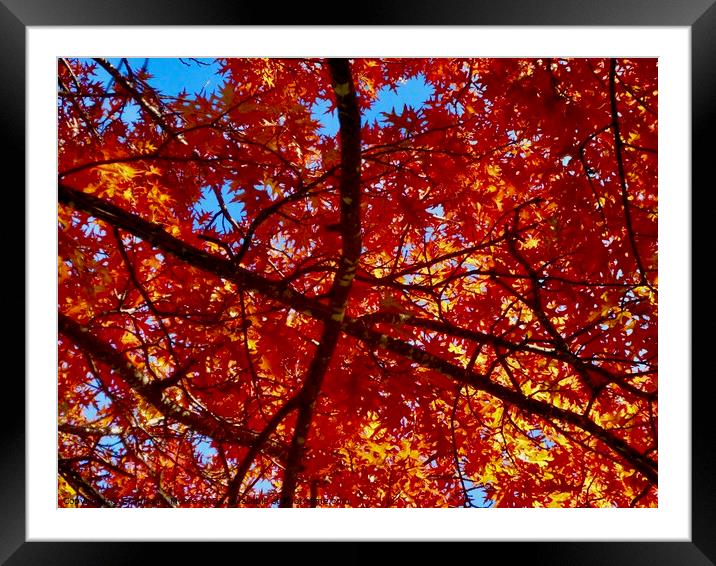 Colourful maple leaves Framed Mounted Print by Stephanie Moore