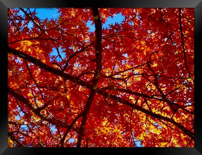 Colourful maple leaves Framed Print by Stephanie Moore