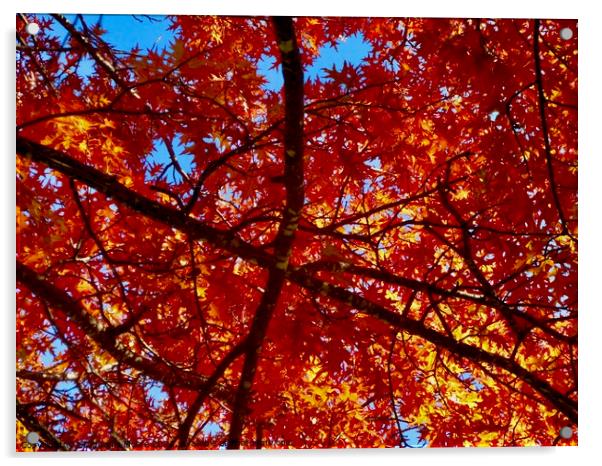 Colourful maple leaves Acrylic by Stephanie Moore