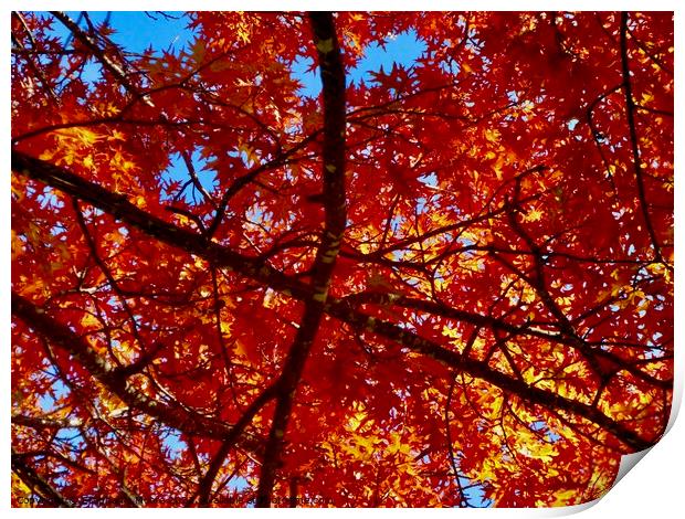 Colourful maple leaves Print by Stephanie Moore