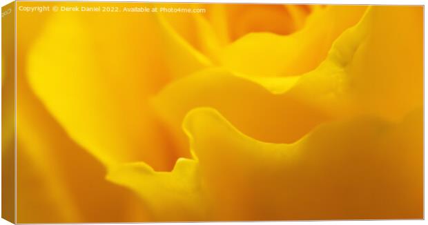 Radiant Yellow Rose Canvas Print by Derek Daniel