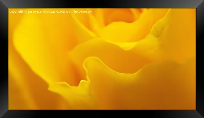 Radiant Yellow Rose Framed Print by Derek Daniel