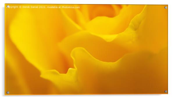 Radiant Yellow Rose Acrylic by Derek Daniel