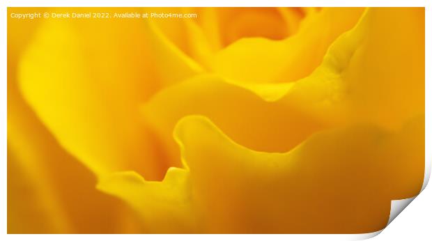 Radiant Yellow Rose Print by Derek Daniel