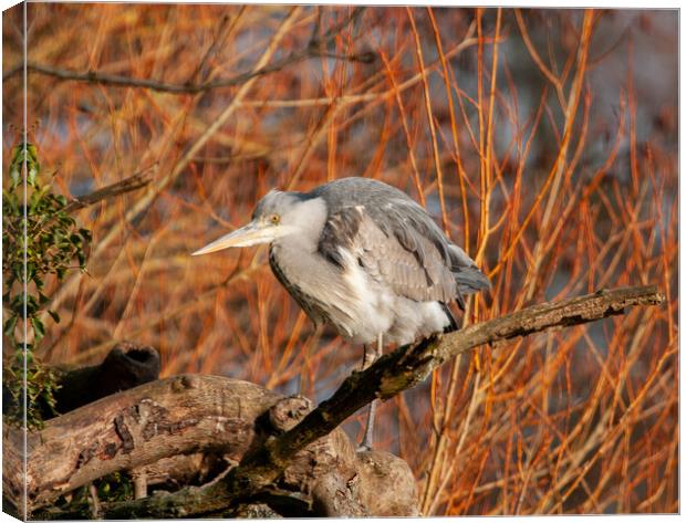 Grey Heron on Willow Canvas Print by Sally Wallis