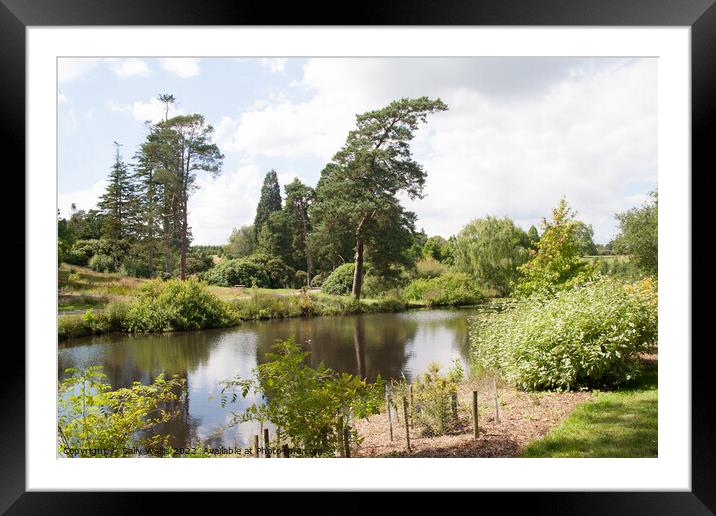 Quiet pond with reflections Framed Mounted Print by Sally Wallis