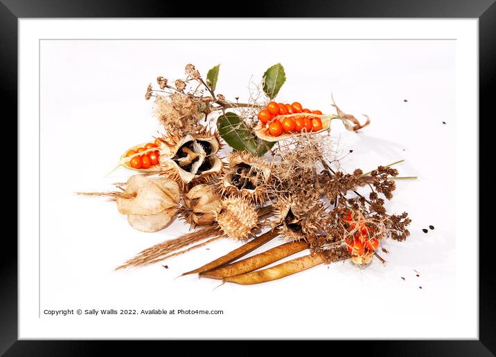 scattered autumn seed collection Framed Mounted Print by Sally Wallis
