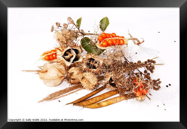 scattered autumn seed collection Framed Print by Sally Wallis