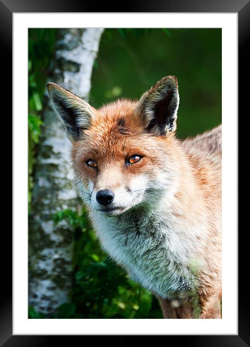 Foxy Face Framed Mounted Print by Stephen Mole