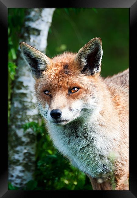 Foxy Face Framed Print by Stephen Mole
