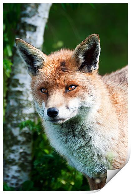 Foxy Face Print by Stephen Mole