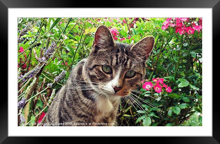 Are you still looking at me? Framed Mounted Print by Sharon Lisa Clarke