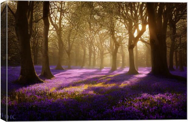 A Bluebell Wood Canvas Print by Picture Wizard