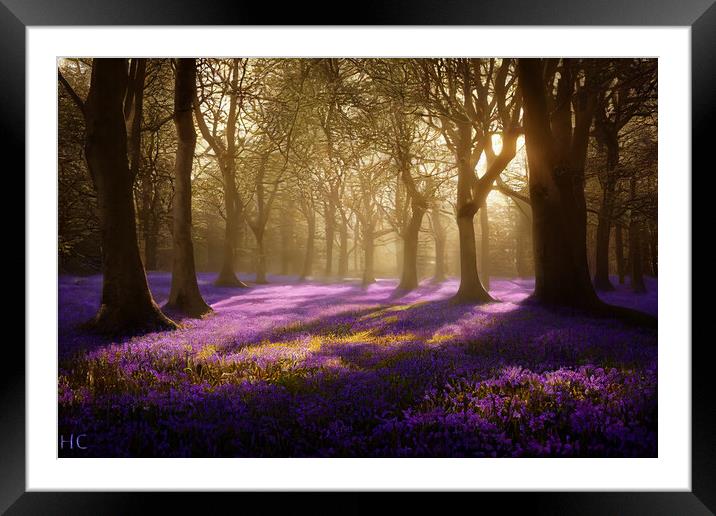 A Bluebell Wood Framed Mounted Print by Picture Wizard