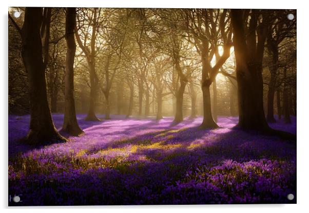 A Bluebell Wood Acrylic by Picture Wizard