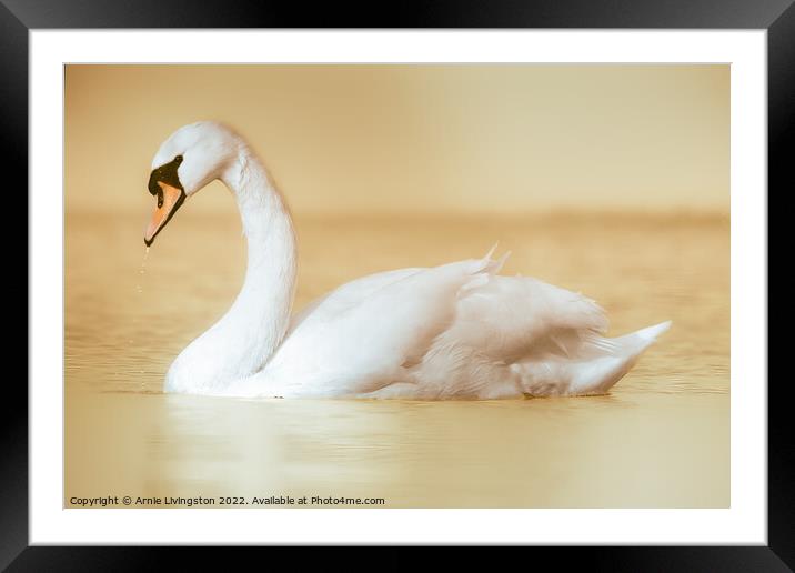 Majestic Swan Gliding on Water Framed Mounted Print by Arnie Livingston