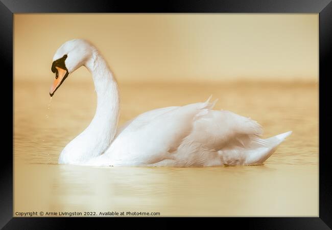 Majestic Swan Gliding on Water Framed Print by Arnie Livingston