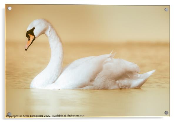 Majestic Swan Gliding on Water Acrylic by Arnie Livingston