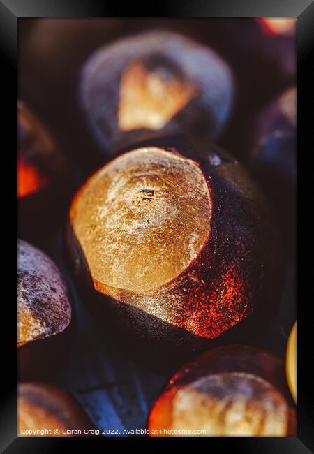 Chestnut at Sunset Framed Print by Ciaran Craig