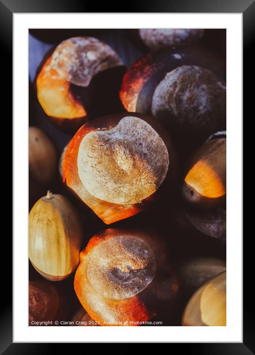 Bunch of chestnuts  Framed Mounted Print by Ciaran Craig