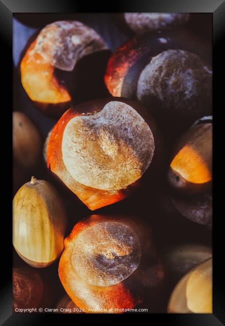 Bunch of chestnuts  Framed Print by Ciaran Craig
