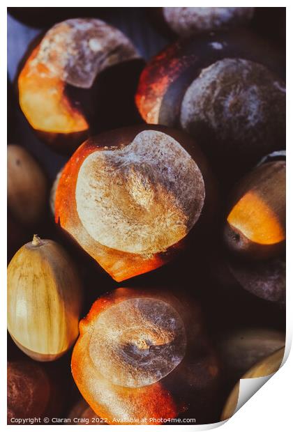 Bunch of chestnuts  Print by Ciaran Craig