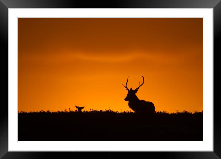Progeny Framed Mounted Print by Macrae Images