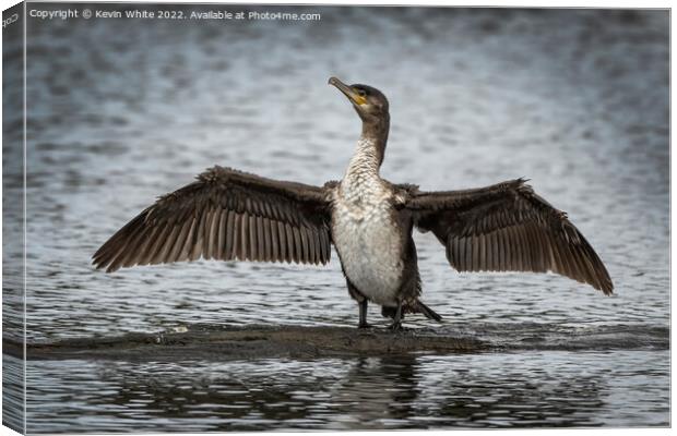 Juvenile cormorant drying out his wings Canvas Print by Kevin White