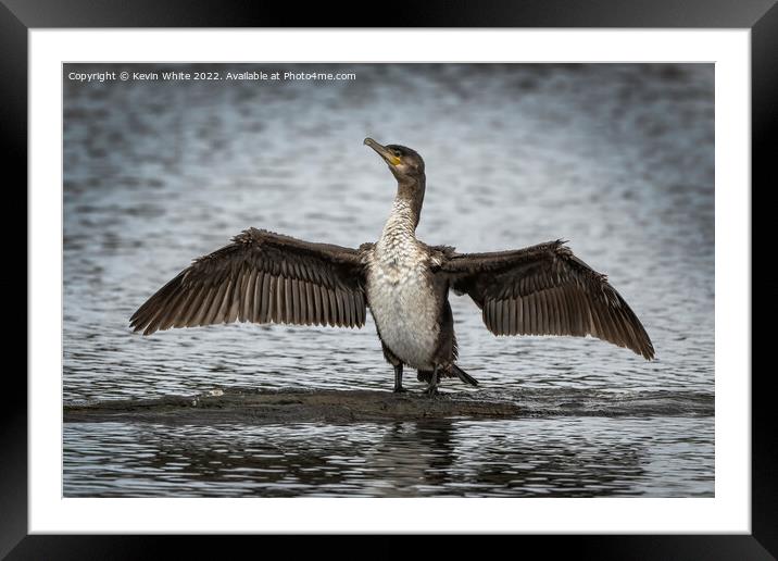 Juvenile cormorant drying out his wings Framed Mounted Print by Kevin White