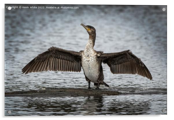 Juvenile cormorant drying out his wings Acrylic by Kevin White