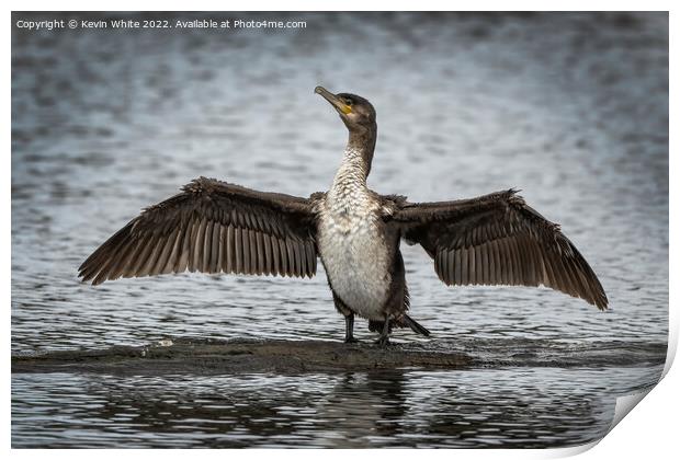 Juvenile cormorant drying out his wings Print by Kevin White