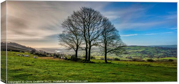 Winter trees at the Roaches Canvas Print by Chris Drabble