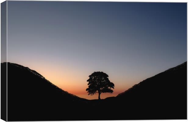 Sycamore Sunset Canvas Print by Mark Jones