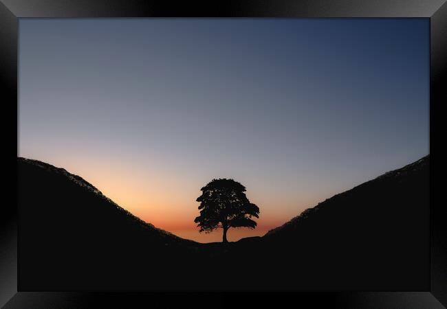 Sycamore Sunset Framed Print by Mark Jones