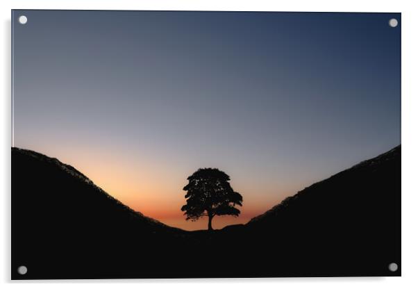 Sycamore Sunset Acrylic by Mark Jones