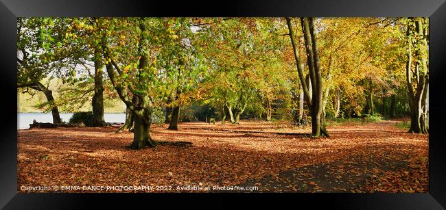 Autumn Colours at Bolam Lake Country Park, Northum Framed Print by EMMA DANCE PHOTOGRAPHY