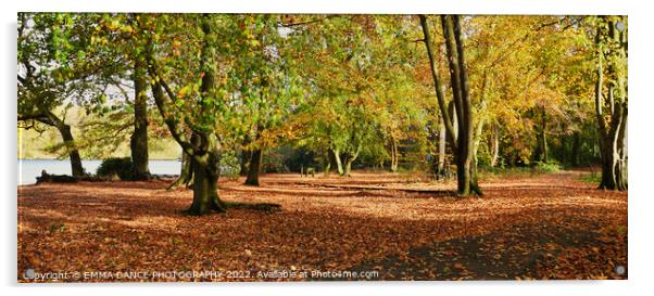 Autumn Colours at Bolam Lake Country Park, Northum Acrylic by EMMA DANCE PHOTOGRAPHY