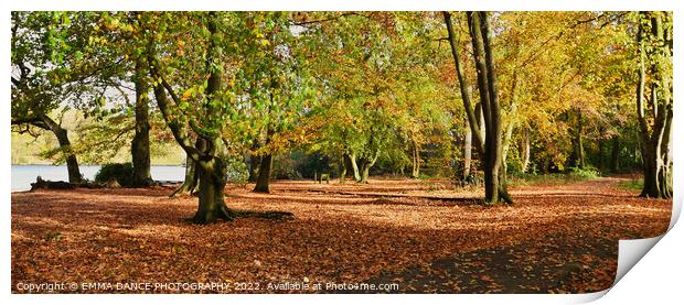 Autumn Colours at Bolam Lake Country Park, Northum Print by EMMA DANCE PHOTOGRAPHY