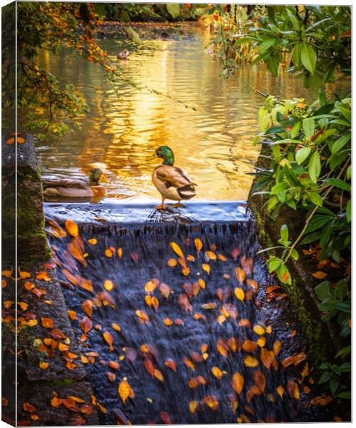 Vibrant Autumn Reflections Canvas Print by DAVID FRANCIS
