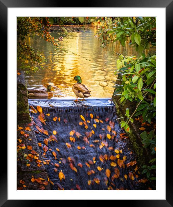 Vibrant Autumn Reflections Framed Mounted Print by DAVID FRANCIS